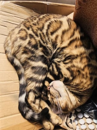 Illustration de l'article : 16 photos de chats qui prouvent que les siestes peuvent se faire n&rsquo;importe o&ugrave; 