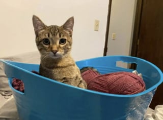 Illustration de l'article : 16 photos de chats qui prouvent que les siestes peuvent se faire n&rsquo;importe o&ugrave; 