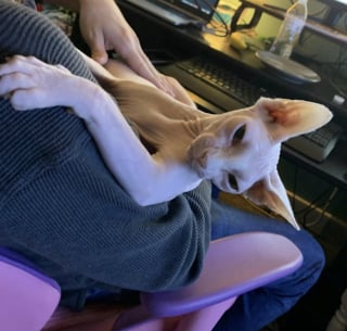 Illustration de l'article : 16 photos de chats qui prouvent que les siestes peuvent se faire n&rsquo;importe o&ugrave; 