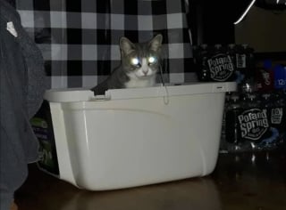 Illustration de l'article : 16 photos de chats qui prouvent que les siestes peuvent se faire n&rsquo;importe o&ugrave; 