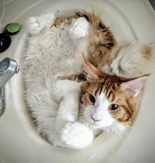 Illustration de l'article : 16 photos de chats qui prouvent que les siestes peuvent se faire n&rsquo;importe o&ugrave; 