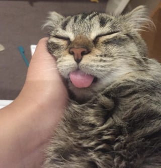 Illustration de l'article : 16 photos de chats qui prouvent que les siestes peuvent se faire n&rsquo;importe o&ugrave; 