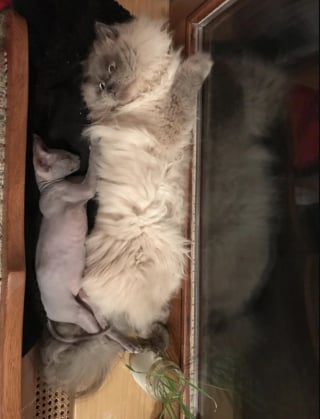 Illustration de l'article : 16 photos de chats qui prouvent que les siestes peuvent se faire n&rsquo;importe o&ugrave; 