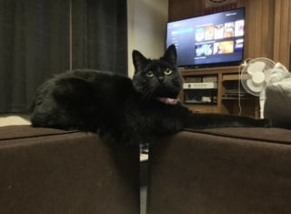 Illustration de l'article : 16 photos de chats qui prouvent que les siestes peuvent se faire n&rsquo;importe o&ugrave; 