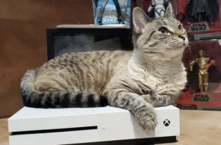 Illustration de l'article : 16 photos de chats qui prouvent que les siestes peuvent se faire n&rsquo;importe o&ugrave; 