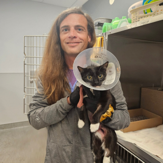 Illustration de l'article : Alors que tout espoir semblait perdu, une chatte dans un &eacute;tat critique survit gr&acirc;ce au don de sang d&rsquo;un Mastiff (vid&eacute;o)