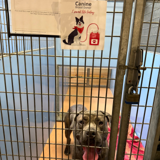 Illustration de l'article : Alors que tout espoir semblait perdu, une chatte dans un &eacute;tat critique survit gr&acirc;ce au don de sang d&rsquo;un Mastiff (vid&eacute;o)