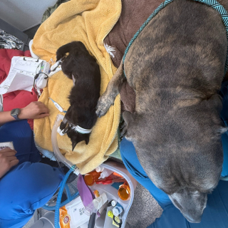 Illustration de l'article : Alors que tout espoir semblait perdu, une chatte dans un &eacute;tat critique survit gr&acirc;ce au don de sang d&rsquo;un Mastiff (vid&eacute;o)