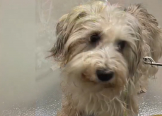 Illustration de l'article : Les pertes d&rsquo;&eacute;quilibre d&rsquo;un chien inqui&egrave;tent sa famille qui apprend qu&rsquo;il souffre d&rsquo;une tumeur, mais une op&eacute;ration fait rena&icirc;tre l&rsquo;espoir