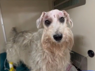 Illustration de l'article : Les pertes d&rsquo;&eacute;quilibre d&rsquo;un chien inqui&egrave;tent sa famille qui apprend qu&rsquo;il souffre d&rsquo;une tumeur, mais une op&eacute;ration fait rena&icirc;tre l&rsquo;espoir