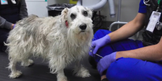 Illustration de l'article : Les pertes d&rsquo;&eacute;quilibre d&rsquo;un chien inqui&egrave;tent sa famille qui apprend qu&rsquo;il souffre d&rsquo;une tumeur, mais une op&eacute;ration fait rena&icirc;tre l&rsquo;espoir