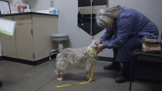 Illustration de l'article : Les pertes d&rsquo;&eacute;quilibre d&rsquo;un chien inqui&egrave;tent sa famille qui apprend qu&rsquo;il souffre d&rsquo;une tumeur, mais une op&eacute;ration fait rena&icirc;tre l&rsquo;espoir