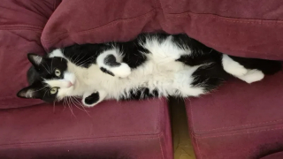 Illustration de l'article : "Comment a-t-il fait ?", disparu pendant 5 mois, un chat parcourt 250 kilom&egrave;tres pour retrouver sa famille