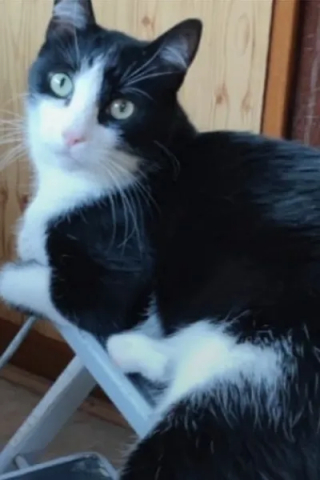 Illustration de l'article : "Comment a-t-il fait ?", disparu pendant 5 mois, un chat parcourt 250 kilom&egrave;tres pour retrouver sa famille