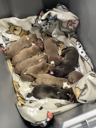 Illustration de l'article : &laquo; Chiots gratuits &raquo;, 9 chiots nouveau-n&eacute;s abandonn&eacute;s dans un baquet trouvent refuge gr&acirc;ce &agrave; la solidarit&eacute; locale 