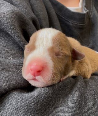 Illustration de l'article : &laquo; Chiots gratuits &raquo;, 9 chiots nouveau-n&eacute;s abandonn&eacute;s dans un baquet trouvent refuge gr&acirc;ce &agrave; la solidarit&eacute; locale 