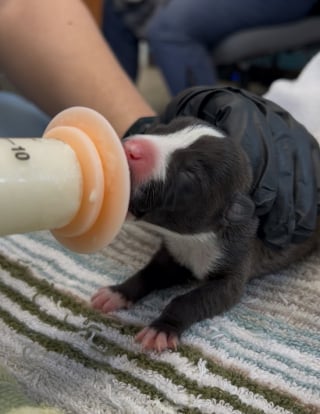 Illustration de l'article : &laquo; Chiots gratuits &raquo;, 9 chiots nouveau-n&eacute;s abandonn&eacute;s dans un baquet trouvent refuge gr&acirc;ce &agrave; la solidarit&eacute; locale 