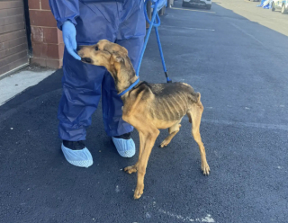 Illustration de l'article : Tenant &agrave; peine sur ses pattes, ce chien compar&eacute; &agrave; un "squelette ambulant" voit sa vie changer en arrivant au refuge