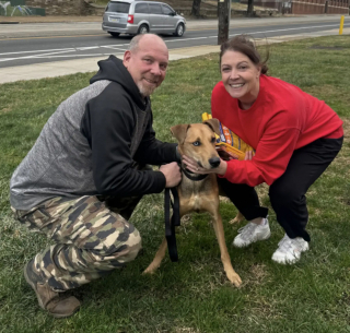 Illustration de l'article : Tenant &agrave; peine sur ses pattes, ce chien compar&eacute; &agrave; un "squelette ambulant" voit sa vie changer en arrivant au refuge