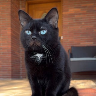 Illustration de l'article : La joie de vivre de cet attachant chat atteint de nanisme s&rsquo;exprime jusque dans sa d&eacute;marche singuli&egrave;re (vid&eacute;o)