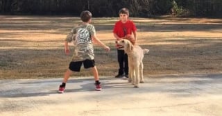 Illustration de l'article : Chaque jour, cette chienne franchit la rue pour passer du temps avec une famille qui n&rsquo;est pas la sienne (vid&eacute;o)