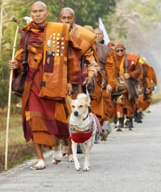 Illustration de l'article : Des nouvelles d'Aloka, chien mascotte d'une marche pour la paix et op&eacute;r&eacute; gratuitement apr&egrave;s s'&ecirc;tre bless&eacute; &agrave; la patte (vid&eacute;o)