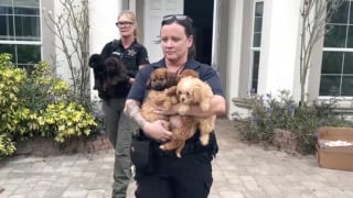 Illustration de l'article : D&eacute;masqu&eacute;e par de faux acheteurs, elle &eacute;levait des dizaines de chiens et de chiots dans des conditions alarmantes