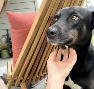 Illustration de l'article : Sous une pluie battante, une automobiliste croise une chienne prostrée sur l’autoroute et découvre rapidement sa triste histoire (vidéo)