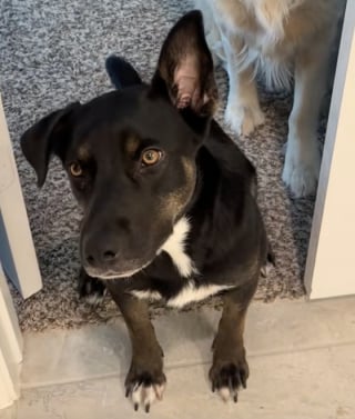 Illustration de l'article : Sous une pluie battante, une automobiliste croise une chienne prostrée sur l’autoroute et découvre rapidement sa triste histoire (vidéo)