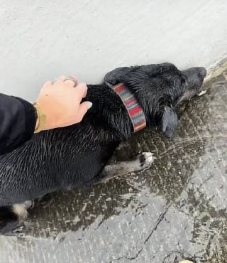 Illustration de l'article : Sous une pluie battante, une automobiliste croise une chienne prostrée sur l’autoroute et découvre rapidement sa triste histoire (vidéo)