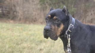 Illustration de l'article : Le chien le plus triste du refuge devient &laquo; le plus heureux &raquo; avec en prime une transformation physique impressionnante (vid&eacute;o)