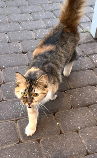 Illustration de l'article : &laquo; Elle nous a choisis&hellip; &raquo;, une chatte solitaire attire l&rsquo;attention d&rsquo;une femme sur une place anim&eacute;e et se fait une amie pour toujours (vid&eacute;o)