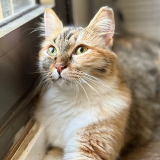 Illustration de l'article : &laquo; Elle nous a choisis&hellip; &raquo;, une chatte solitaire attire l&rsquo;attention d&rsquo;une femme sur une place anim&eacute;e et se fait une amie pour toujours (vid&eacute;o)