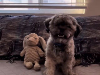 Illustration de l'article : Triste d'&ecirc;tre ignor&eacute; lors d'un &eacute;v&eacute;nement d'adoption, ce petit chien retrouve le sourire gr&acirc;ce &agrave; une simple vid&eacute;o