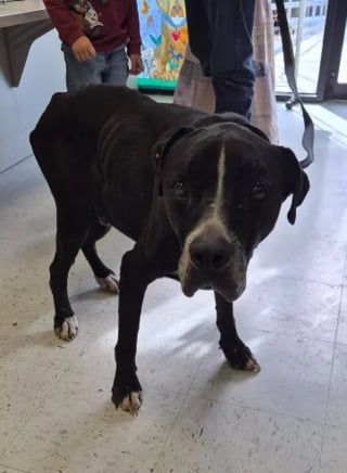 Illustration de l'article : D'abord sceptique en apprenant le sauvetage de son chien disparu 5 ans plus t&ocirc;t, elle est submerg&eacute;e par l'&eacute;motion lors des retrouvailles