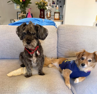 Illustration de l'article : Apr&egrave;s des adieux d&eacute;chirants &agrave; sa ma&icirc;tresse ador&eacute;e, une petite chienne de sauvetage retrouve go&ucirc;t &agrave; la vie aupr&egrave;s de sa fille (vid&eacute;o)