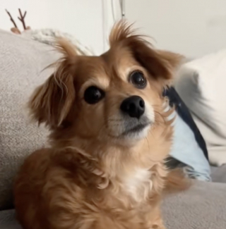 Illustration de l'article : Apr&egrave;s des adieux d&eacute;chirants &agrave; sa ma&icirc;tresse ador&eacute;e, une petite chienne de sauvetage retrouve go&ucirc;t &agrave; la vie aupr&egrave;s de sa fille (vid&eacute;o)