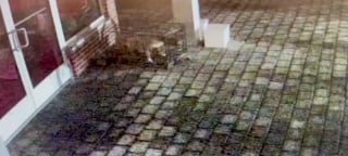 Illustration de l'article : Intrigu&eacute;s par 2 individus d&eacute;posant une cage sur le trottoir, ils d&eacute;couvrent une chienne frigorifi&eacute;e et terrifi&eacute;e devant un refuge