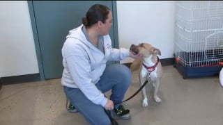 Illustration de l'article : Intrigu&eacute;s par 2 individus d&eacute;posant une cage sur le trottoir, ils d&eacute;couvrent une chienne frigorifi&eacute;e et terrifi&eacute;e devant un refuge