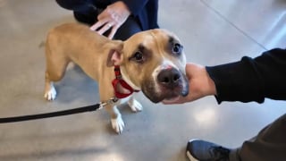 Illustration de l'article : Intrigu&eacute;s par 2 individus d&eacute;posant une cage sur le trottoir, ils d&eacute;couvrent une chienne frigorifi&eacute;e et terrifi&eacute;e devant un refuge