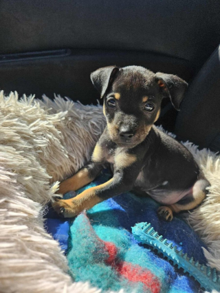 Illustration de l'article : Seul survivant de sa port&eacute;e, ce chiot trouv&eacute; dans un caniveau rempli d'eau esp&egrave;re rencontrer sa famille d'adoption pour la vie (vid&eacute;o)