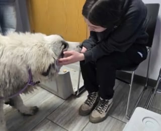 Illustration de l'article : Pi&eacute;g&eacute; dans les eaux boueuses d'une rivi&egrave;re, ce Patou s'appr&ecirc;te &agrave; prendre un nouveau d&eacute;part aupr&egrave;s de l'un de ses sauveurs