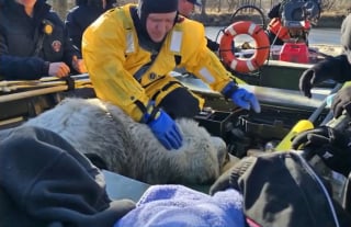 Illustration de l'article : Pi&eacute;g&eacute; dans les eaux boueuses d'une rivi&egrave;re, ce Patou s'appr&ecirc;te &agrave; prendre un nouveau d&eacute;part aupr&egrave;s de l'un de ses sauveurs