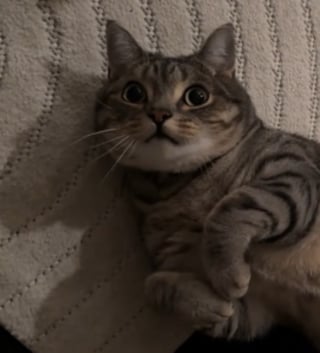 Illustration de l'article : En ouvrant les yeux au petit matin, elle comprend soudain qu&rsquo;une douce pr&eacute;sence f&eacute;line a veill&eacute; sur son sommeil (vid&eacute;o)