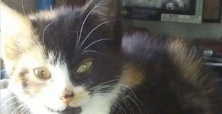 Illustration de l'article : Adoptées ensemble 9 ans plus tôt, ces 2 chattes inséparables ont perdu l'appétit après leur abandon et espèrent une nouvelle famille