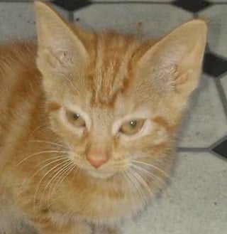 Illustration de l'article : Adoptées ensemble 9 ans plus tôt, ces 2 chattes inséparables ont perdu l'appétit après leur abandon et espèrent une nouvelle famille