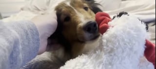 Illustration de l'article : &laquo; Pi&eacute;g&eacute;e par sa propre laisse &raquo;, une chienne disparue depuis 4 jours attendait les secours bloqu&eacute;e contre un arbre