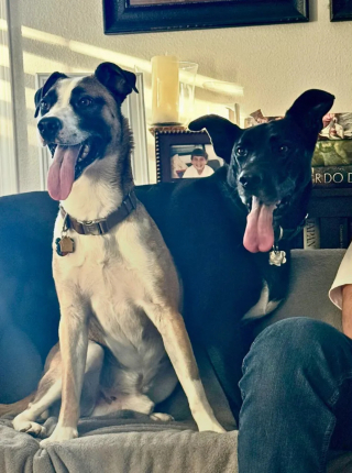 Illustration de l'article : La panique de ce chien pensant subir un nouvel abandon se transforme en bonheur en r&eacute;alisant qu'il commence une nouvelle vie