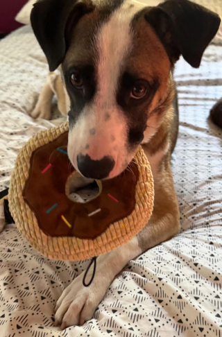 Illustration de l'article : La panique de ce chien pensant subir un nouvel abandon se transforme en bonheur en r&eacute;alisant qu'il commence une nouvelle vie