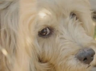 Illustration de l'article : Retrouvé attristé dans un buisson, ce chien fidèle avait attendu son maître décédé pendant des semaines